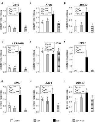 The Combination of Trichoderma harzianum and Chemical Fertilization Leads to the Deregulation of Phytohormone Networking, Preventing the Adaptive Responses of Tomato Plants to Salt Stress